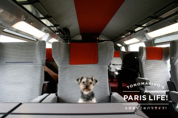 犬も立派なお客様！優雅で快適なフランス鉄道の旅