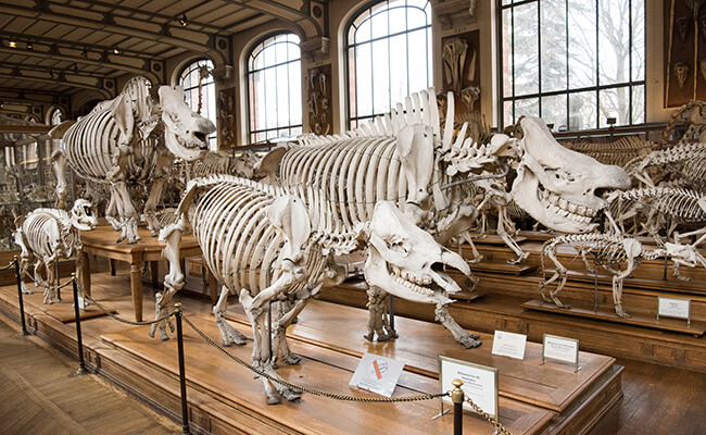 パリの博物館『GALERIE DE PALÉONTOLOGIE ET D’ANATOMIE COMPARÉE（古生物学と比較解剖学ギャラリー）』