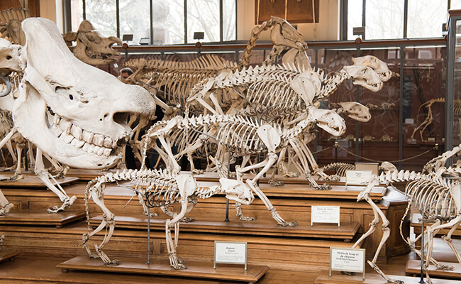 パリの博物館『GALERIE DE PALÉONTOLOGIE ET D’ANATOMIE COMPARÉE（古生物学と比較解剖学ギャラリー）』