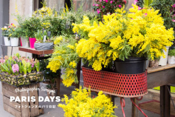 パリに春の訪れを教えてくれる！黄色いポンポンがかわいいミモザの花