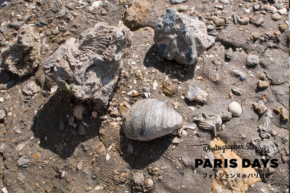 ノルマンディーの海岸にあるヴァッシュ・ノワールで化石を発見！？