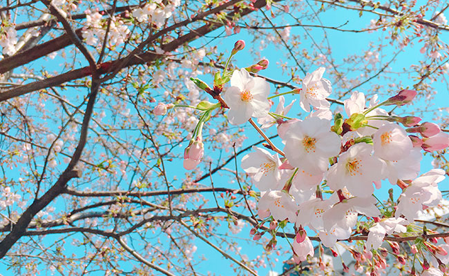 日本ではさくら！フランスではミモザ？春の訪れを告げる花々