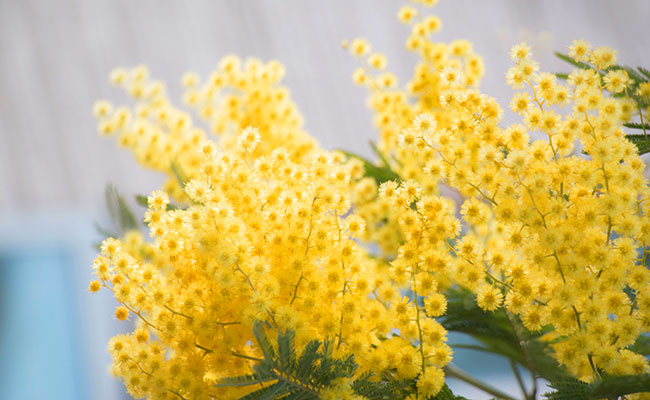 日本ではさくら！フランスではミモザ？春の訪れを告げる花々