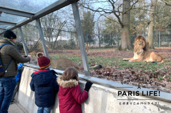 フランスの動物園はまるで人間が閉じ込められているよう？トワリー動物園へ