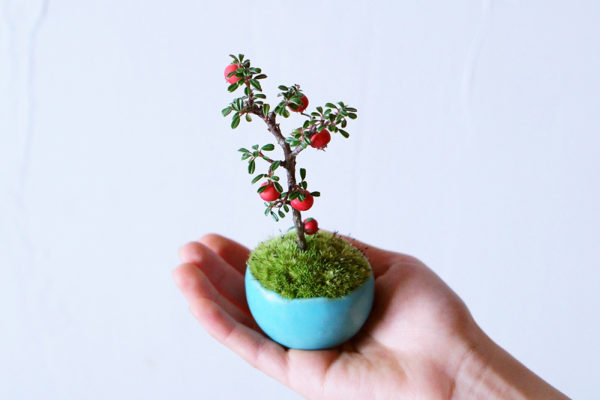 暮らしの中に自然を。盆栽をもっと身近に楽しむ『石木花』 | PARIS mag