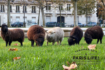 ロックダウン下のフランスにささやかな癒し、芝生を食べる羊「エコ・ムトン」