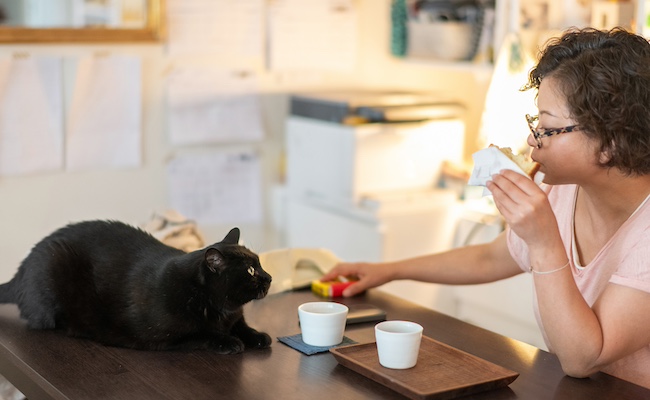 机の上に乗る猫と食事をする猫沢さん